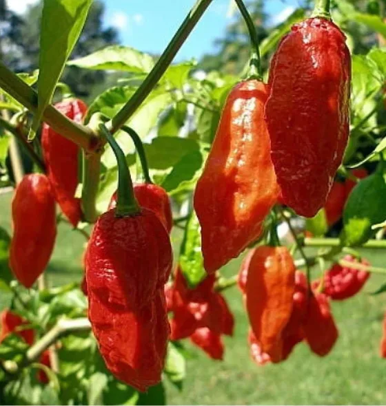 bhut jolika